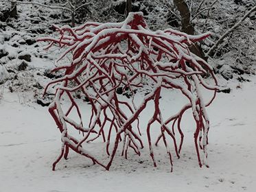 Late-Bronze-Root-snow-Peter-Riker