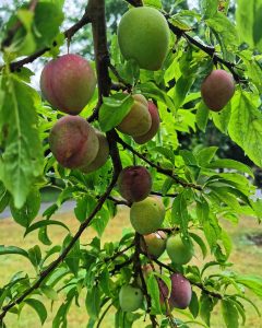 A few pieces of red and green fruit and green leaves are part of Tree of 40 Fruit by Sam Van Aken on the Karl Stirner Arts Trail in Easton, Pennsylvania.