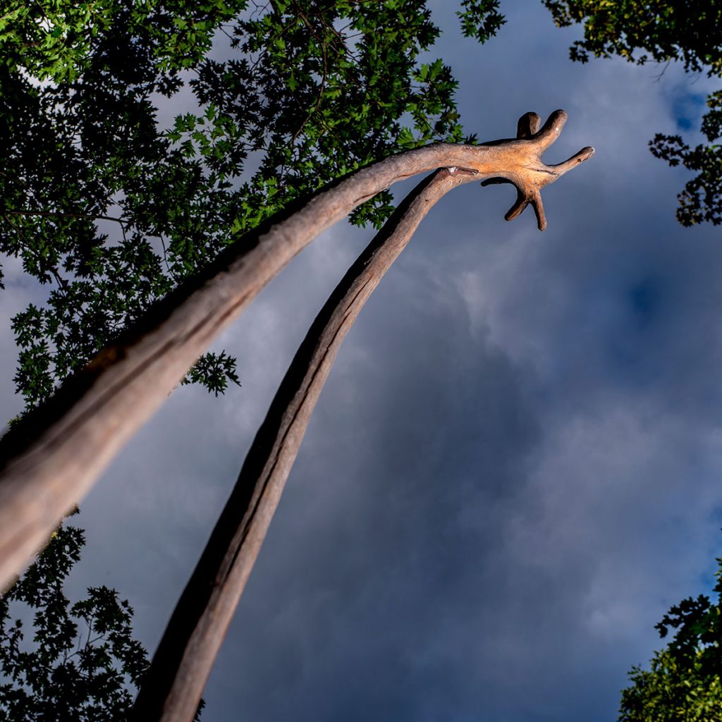 Standing 20 feet high, 3 feet wide, and 3 feet deep, the artwork Alien by Loren Madsen is comprised of a fir tree that grew two trunks, flipped so the tips are at the bottom and the roots at the top. It's on the Karl Stirner Arts Trail in Easton, Pennsylvania.