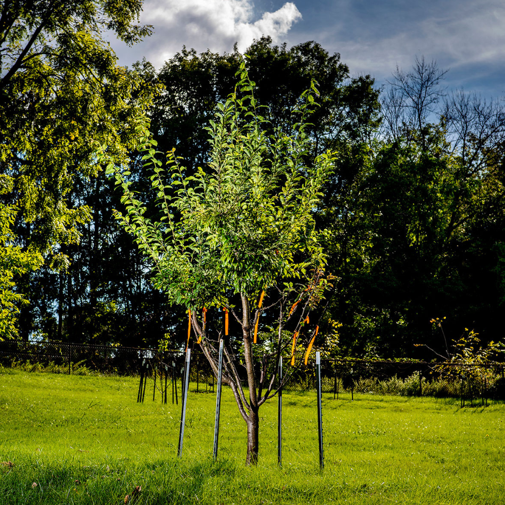 Young tree with orange grafting markers on the Karl Stirner Arts Trail in Easton, Pennsylvania
