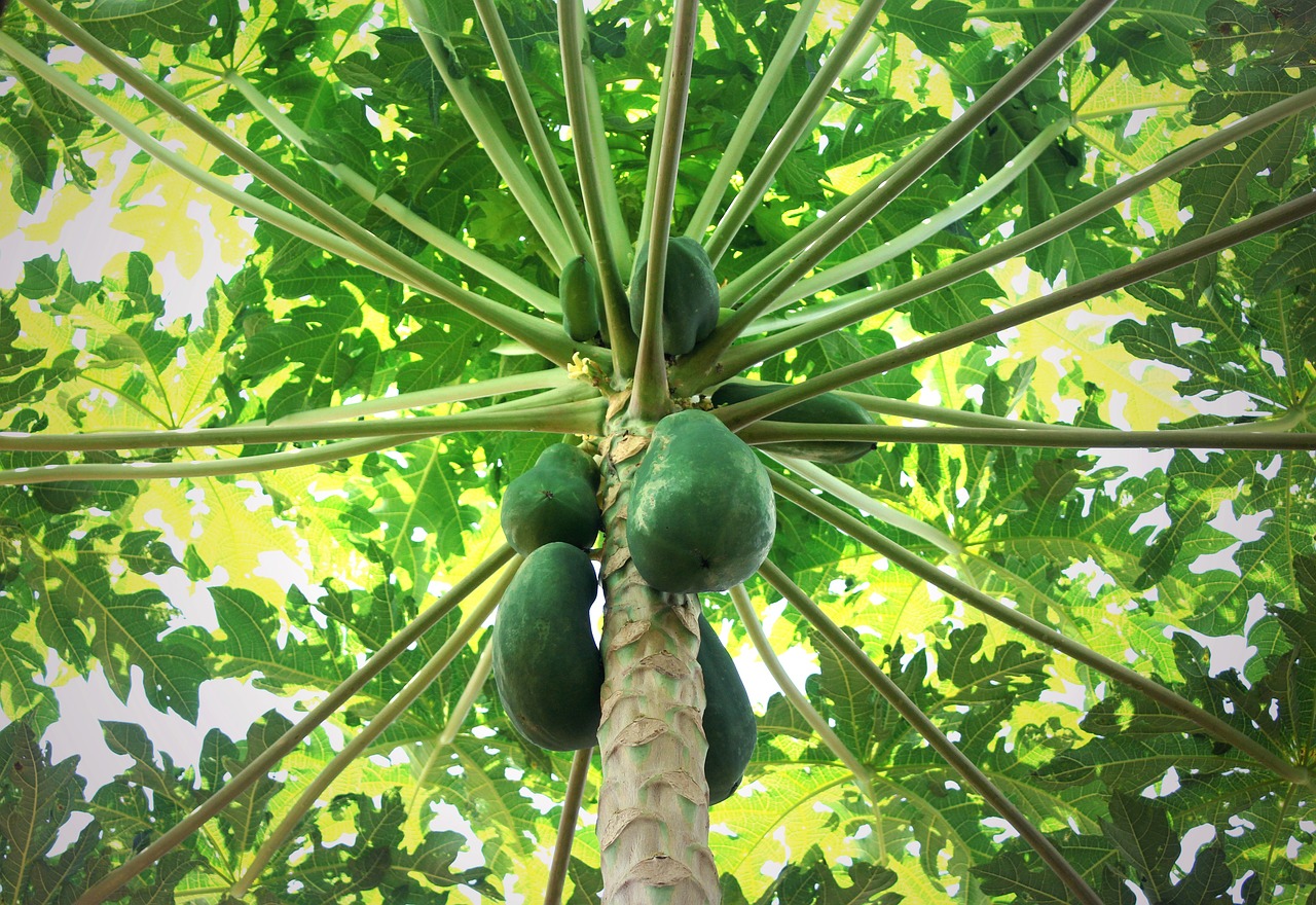 A pawpaw tree with its green fruit and green and yellow leaves