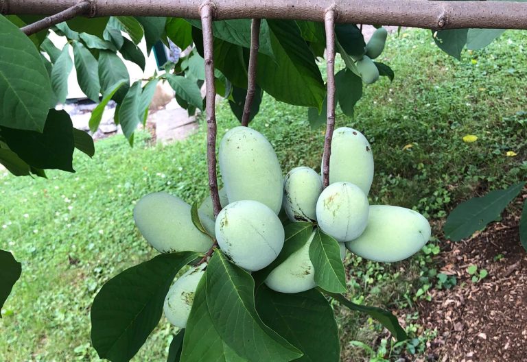 Green pawpaw fruit hanging on a tree