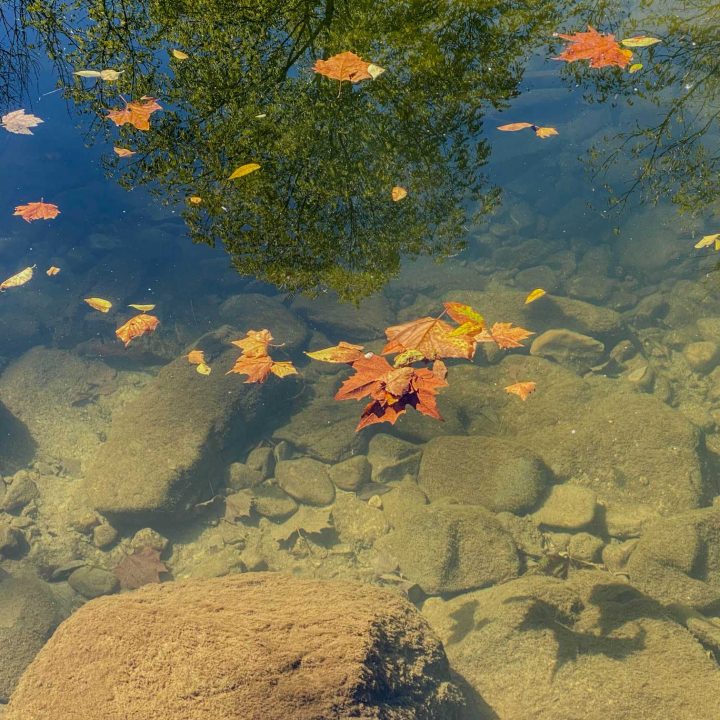 A few autumn leaves float on top of Bushkill Creek by the reflection of a tree with green leaves along the Karl Stirner Arts Trail in Easton, Pennsylvania.