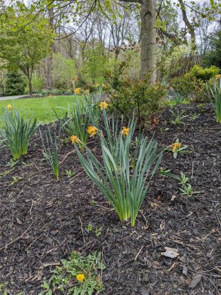 Yellow flowers on the Karl Stirner Arts Trail in Easton, Pennsylvania