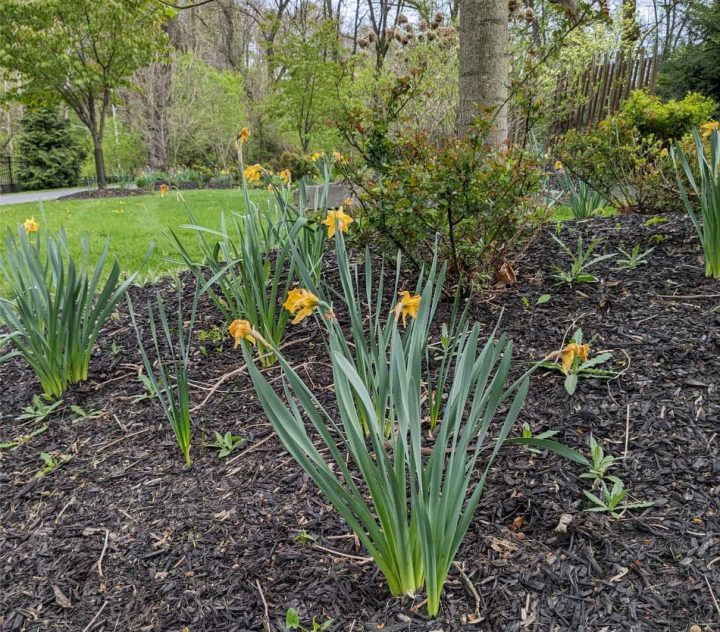 Yellow flowers on the Karl Stirner Arts Trail in Easton, Pennsylvania