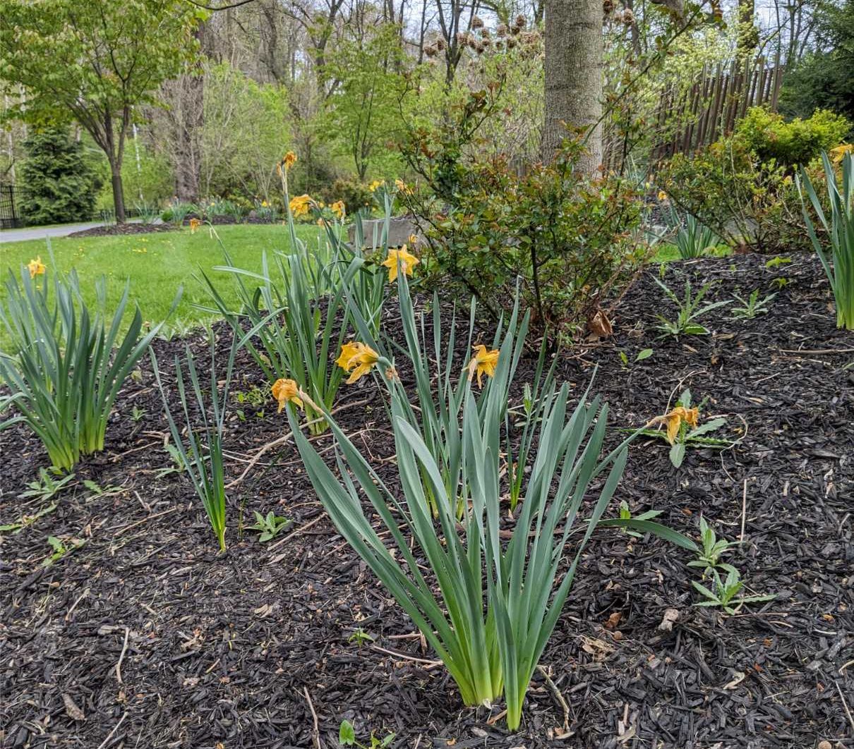 Yellow flowers on the Karl Stirner Arts Trail in Easton, Pennsylvania