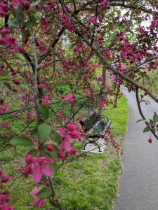 Dark pinkish-red flowers with a black bench in the background on Pink flowers on the Karl Stirner Arts Trail in Easton, Pennsylvania