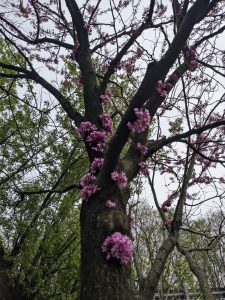 Pink flowers on a tree trunk on Pink flowers on the Karl Stirner Arts Trail in Easton, Pennsylvania