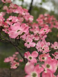 Pink flowers on the Karl Stirner Arts Trail in Easton, Pennsylvania