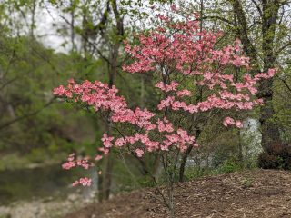 A tree with pink flowers budding stands near Bushkill Creek on the Karl Stirner Arts Trail in Easton, Pennsylvania