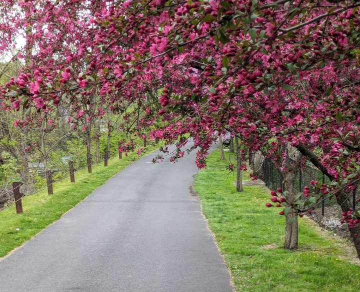 A tree with purple blossoms stands on the Karl Stirner Arts Trail in Easton, Pennsylvania.
